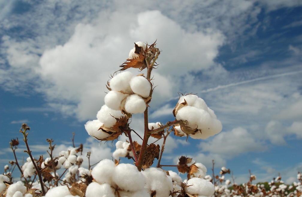 Đặc tính vải thun cotton,vải cotton giá rẻ nên mua ở đâu?