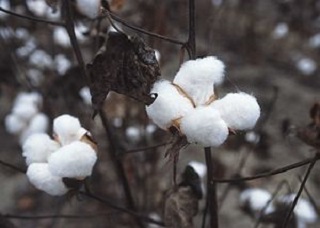 Giá thành vải thun cotton