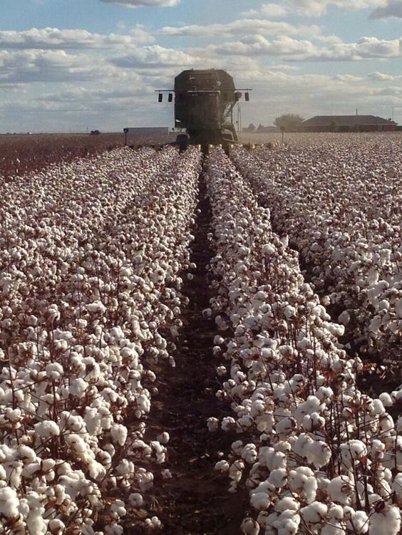 Nguồn gốc và lịch sử của vải Cotton