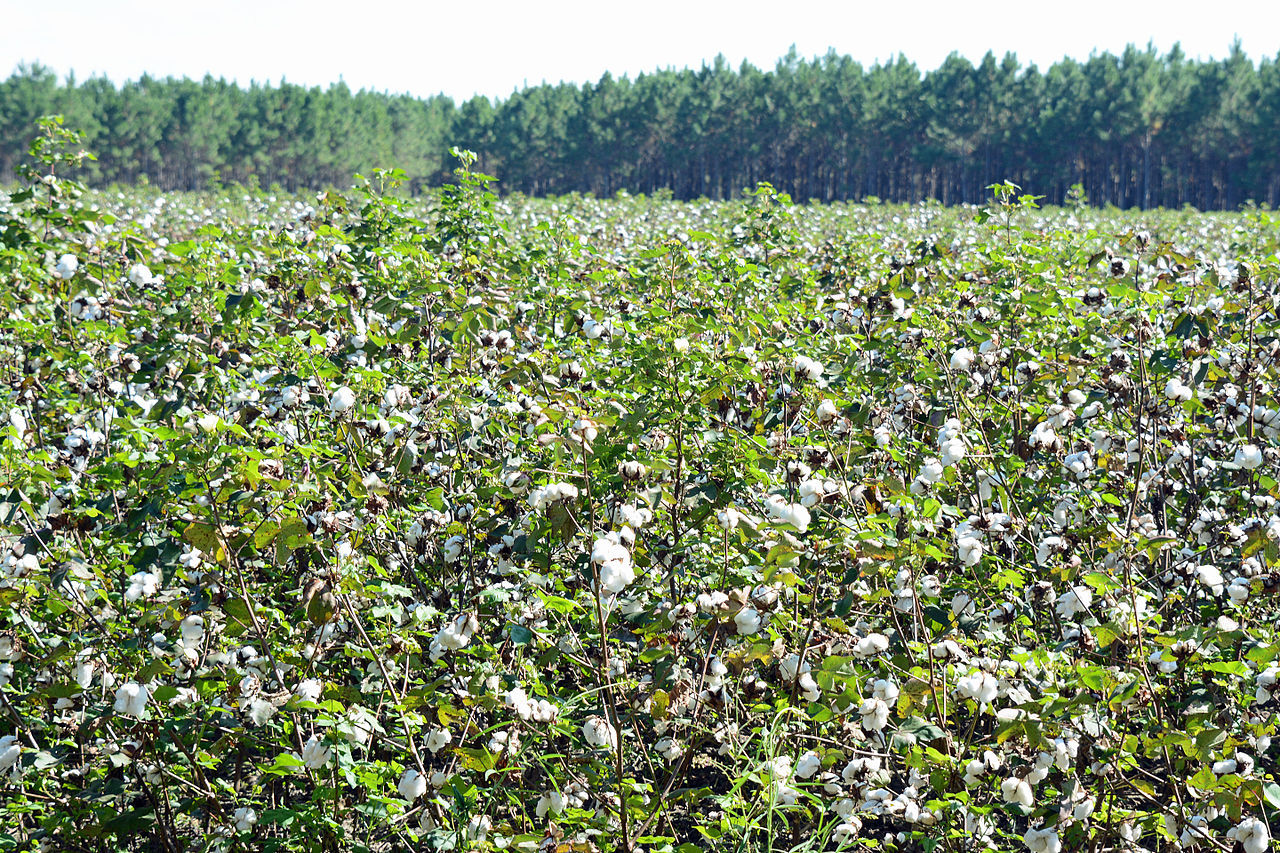 vải sợi bông cotton là gì