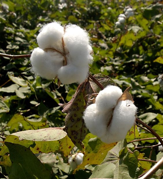 Upland cotton